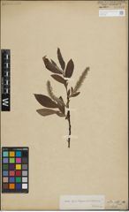 Foto von Salix lapponum L. x Salix silesiaca Willd.